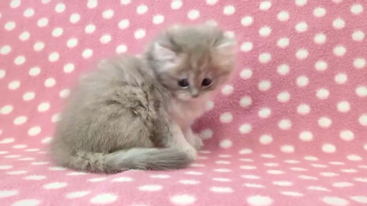 動画