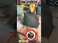 Download Lagu Angry Birds Bomb in real life 😱😱😱 #angrybirds #angrybirdsclassic #inreallife