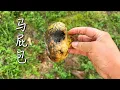 Download Lagu 之前看到李俊小琴们的视频吃马屁包，羡慕死我了，没想到我们这边山上也有，去挖蜂桶的路上就长得有，太爽了