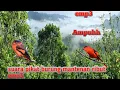 Download Lagu suara pikat burung mantenan ribut apuh 💯% emp3