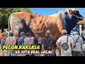 Download Lagu SAPI PEGON RAKSASA 45 JUTA DEAL JAGAL SAMPAI MOBIL GAK MUAT❗️