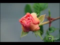 Peace (Official Lyric Video) - Bethel Music feat. We The Kingdom | Peace