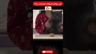 أغرب مواقف للحيوانات هتدهشك ج179 