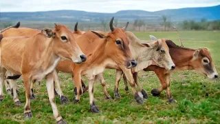 Download sapi lembu berkeliaran di ladang memanggil kawan untuk pulang ke kandang - Bunyi sapi lucu MP3