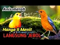 Masteran Anis Merah Gacor Stabil | Suara Asli Alam \u0026 Sungai Pegunungan