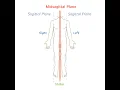 Midline - Midsagittal line or plane Definition Reference and uses anatomy