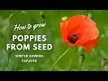 How to Grow Poppies from Seed Winter Sowing Guide Perennial Garden
