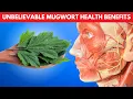 Unbelievable Mugwort Health Benefits and Side Effects