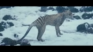 the hunter tasmanian tiger scene spoilers 
