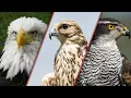 Download Lagu Perbedaan Antara Burung Elang, Hawk dan Falcon