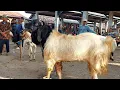 Download Lagu KAMBING PEJANTAN MONSTER JADI REBUTAN PARA JURAGAN‼️ Pasar Kambing Jetis Ponorogo