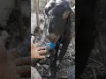 Download Lagu MENGOBATI KAMBING GUDIK