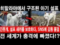 Download Lagu [해외감동사연] 히말라야에서 구조된 아기 설표, 진돗개 복순이가 키우게 되는데... #해외반응 #외국반응 #외국인반응 #해외사연 #해외감동사연 #실화기반 #진돗개