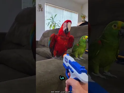 لعبة موت الطيور! 🕊️💥