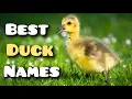 Duck Names 15 Best Names for Ducks