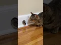 Shocking! Watch This Mouse Come Face To Face With House Cat!