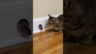 Shocking Watch This Mouse Come Face To Face With House Cat 