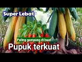 Lagu Pupuk subur alami terkuat yang paling mudah dibuat sendiri untuk semua jenis tanaman unggul