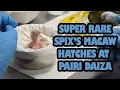 Extinct In the Wild An Incredibly Rare Spix s Macaw Chick Hatches At Zoo