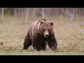 Sound of Bear Barking, Bear Barking Sound | Close-Up | 4K
