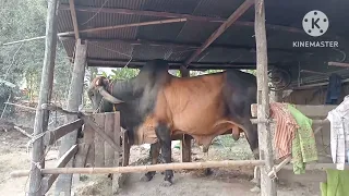 តាគោបា