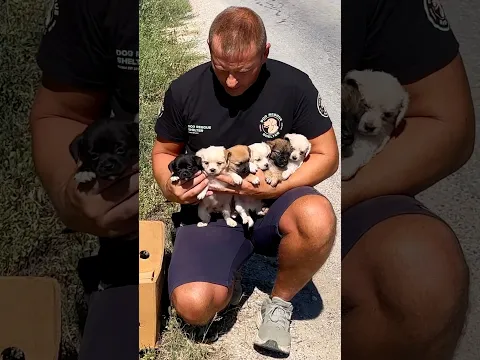 Six Puppies Abandoned By The Road #puppy #rescue