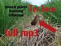 Download Lagu Suara Pemanggil Pikat Burung Tikusan Mata Merah