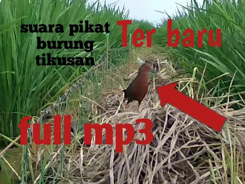 Download MP3 Suara Pemanggil Pikat Burung Tikusan Mata Merah