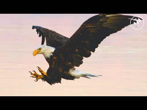 Download MP3 Eagle Sound Effect Free