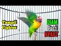 Lagu Lovebird Gacor Ngekek Panjang TAMPIL FIGHTER Memancing BUNYI, Lovebird DIAM Jadi NYAUT