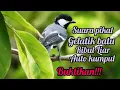 Download Lagu SUARA PIKAT DAN MASTERAN GELATIK BATU/WINGKO LIAR MP3 SUPER RIBUT AUTO NYAUT