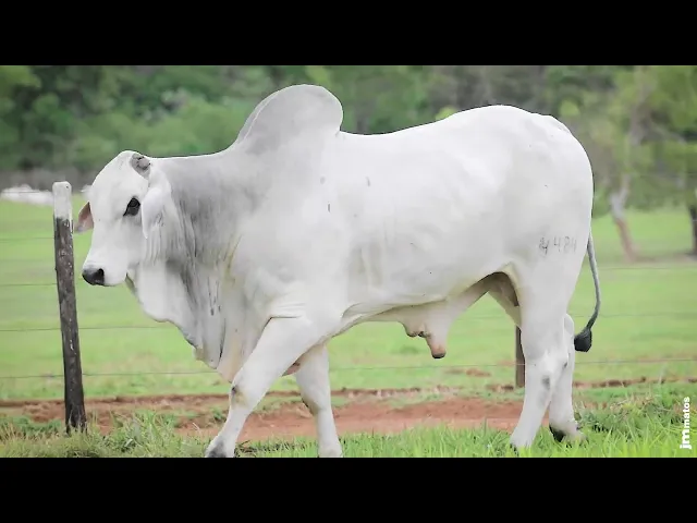 Touro Nelore AFOM - 4484