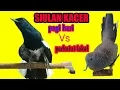 Download Lagu siulan kacer pagi hari VS perkutut lokal sahut-sahutan di jamin kacer anda langsung On free