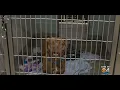 South Florida Animal Shelters Packed After 4th Of July Weekend