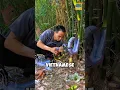Download Lagu Why do Vietnamese people bend the base of bamboo plants? #bamboo #shorts