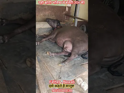 हरियाणा चैम्पियन करिश्मा और नवाब की 2 Teeth झोटी ऐसे बैठे देखकर सन्तुष्ट होती है