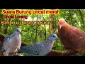 Download Lagu Suara Pikat Burung Uncal Merah | Tekukur Api | Tekukur Merah kombinasi Burung Tekukur Gacor