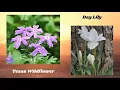 SAPL Adult Virtual Programming Greenway Trails of San Antonio Part 1