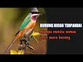 Download Lagu 5 JENIS BURUNG KICAU TERPANDAI MENIRUKAN SUARA BURUNG LAIN.Nomor terakhir tidak disangka