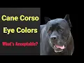 Cane Corso Eye Colors What s Acceptable