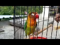 Lagu Pancingan/Masteran LoveBird Fighter Isian Ciblek, Murai Batu, Jalak Suren, Dll