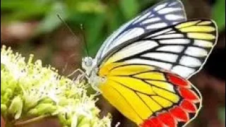 Download DJ Dik.... Wali SLOW remix house music cover kupu-kupu butterfly 🦋🦋🦋🦋 MP3