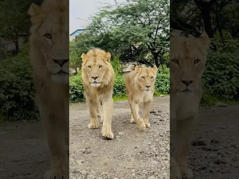 Wait for mammy 🤣🤣 #comedy #funny #viral