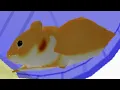 Hammy TV - Hammy Home