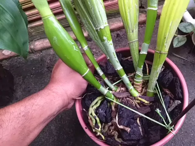 CUIDADOS COM ORQUIDEA CATTLEYA