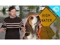 Can Animals Predict Natural Disasters