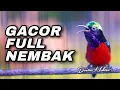 Download Lagu KONIN GACOR JUARA ISIAN MEWAH TEMBAKAN TAJAM COCOK UNTUK PANCINGAN KOLIBRI NINJA PASCA MABUNG