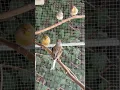 Download Lagu Canaries singing 🎶 Kanarienvogel singt🐥 canto de canário🐣 金絲雀唱歌🐥غناء الكناري🐣 kanarya şarkısı