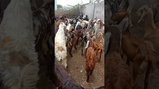 الماعز تمارس الجنس مع بعضها البعض في صحراء ثار 