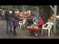 Pull your pumpkin off the vine at Hunter Farm s 50 acre pumpkin patch - KING 5 Evening